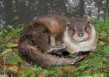 Loutre protégée regardant l'objectif