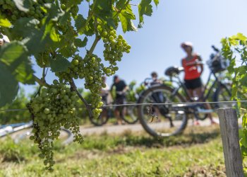 Cyclistes dans les vignes