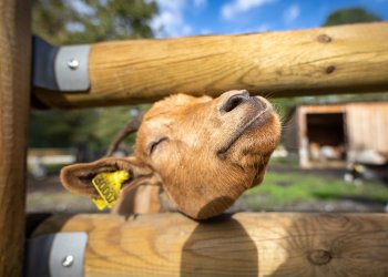 Chèvre dans une ferme