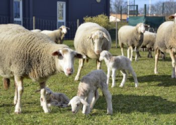 Agneaux dans la ferme des iris