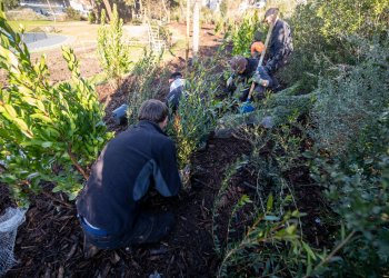 Personne procédant à des plantations d'arbres dans la métropole bordelaise