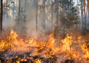 pinede en feu