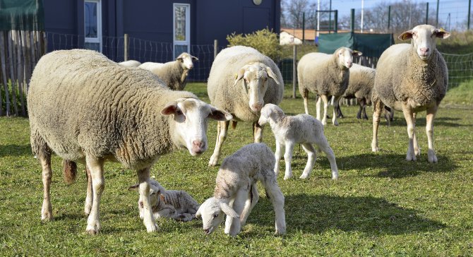 Agneaux dans la ferme des iris