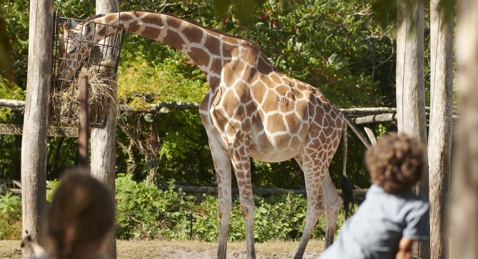 Girafe au zoo de Pessac