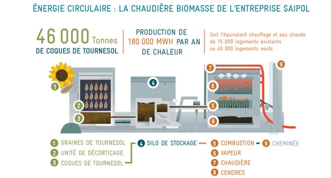 Shema du fonctionnement de lenergie circulaire. 46 000 coque de tournesol pour produire 180 000 mega whatt par an de chaleur