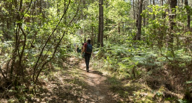 Femme sa baladant dans une forêt