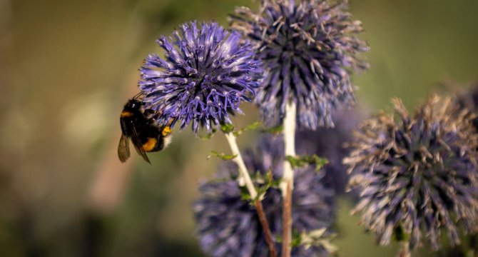 Abeille sur une fleur en train de butiner 