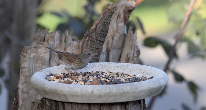 Moineau qui mange des graines dans des bacs