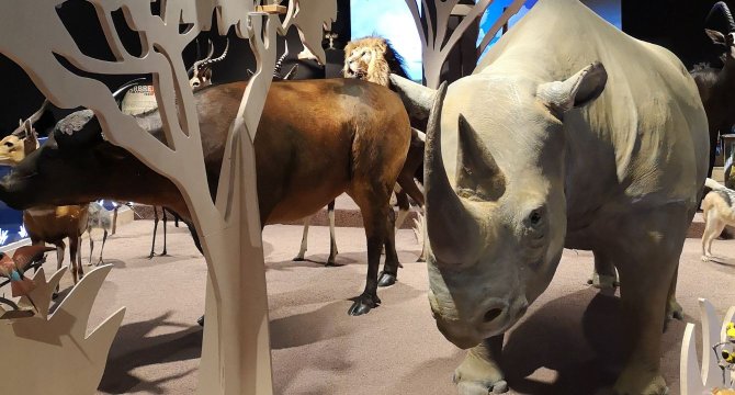 Vue du rhinocéros Kata dans le Museum