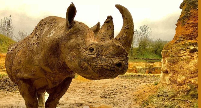 Vue du rhinocéros Kata dans son environnement