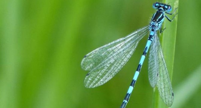 photo d'un agrion de mercure accroché à une branche