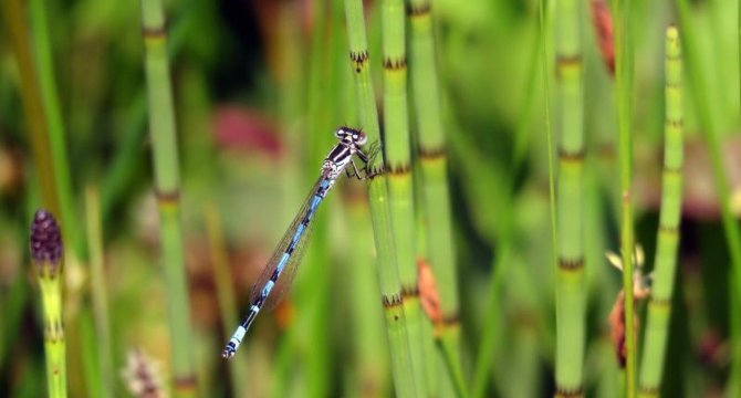 photo d'un agrion de mercure accroché à une branche