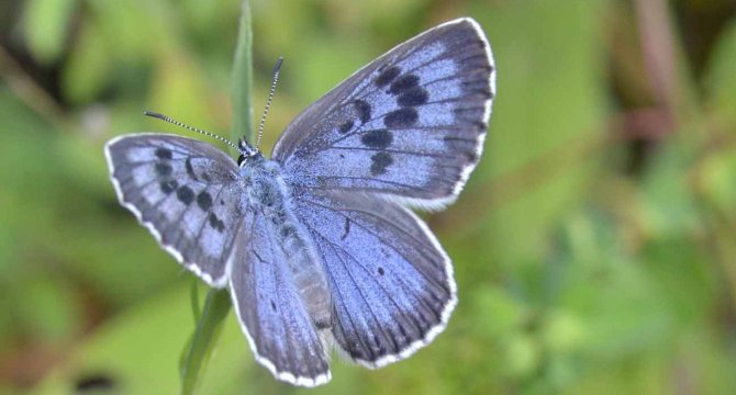 Azure du serpolet dans l'herbe