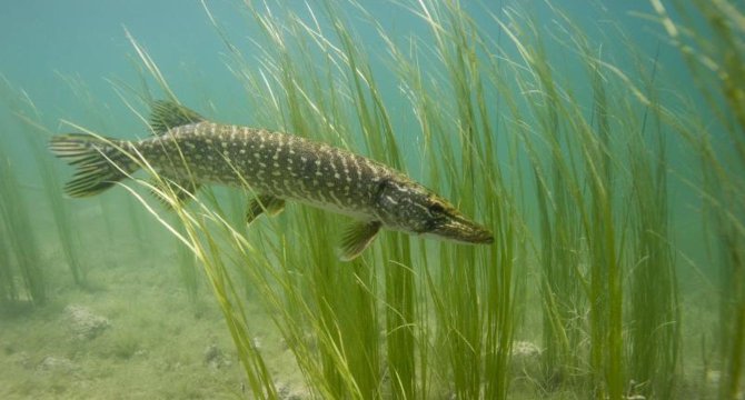 brochet nageant à travers des plantes