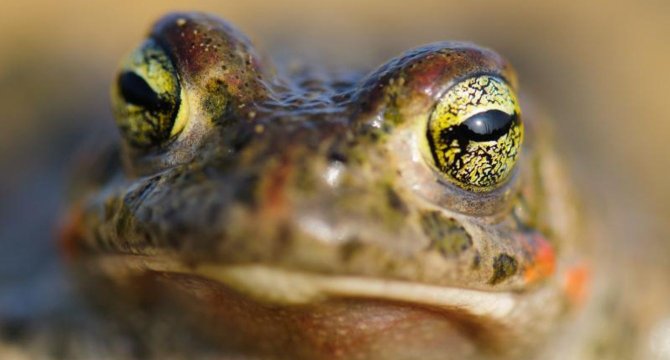 gros plan sur un Crapaud Calamite