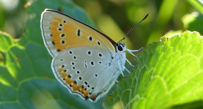 photo d'un Cuivre des marais posé sur une feuille