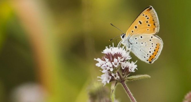 photo d'un Cuivre des marais posé sur une fleur