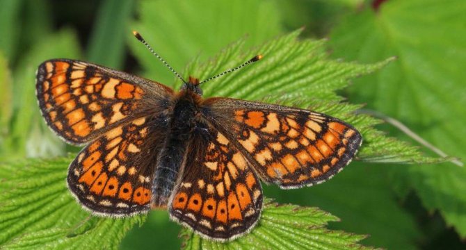 photo d'un Damier de la sucisse posé sur une feuille