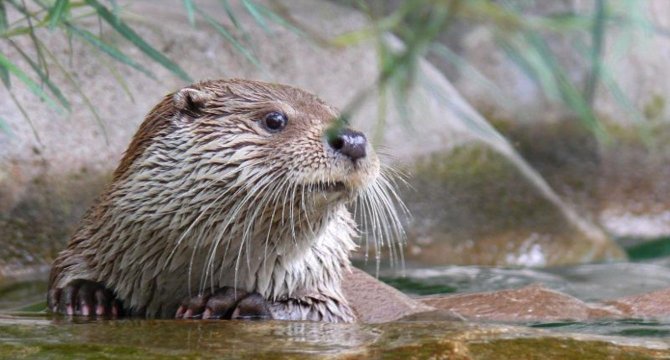 photo d'une Loutre d'Europe se baignant en s'accrochant à un rocher