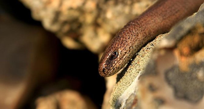 photo d'un Orvet Fragile rampant sur un rocher