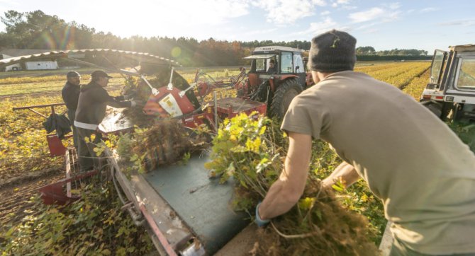 Vue de personnes plantant des arbres