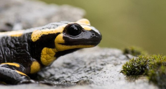 photo d'une Salamandre tachetée sur un rocher