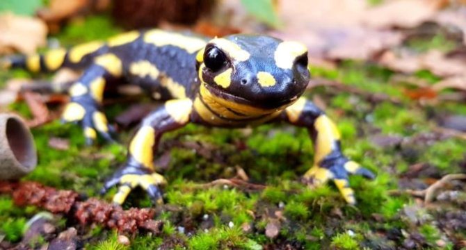 photo d'une Salamandre tachetée regardant l'appareil photo