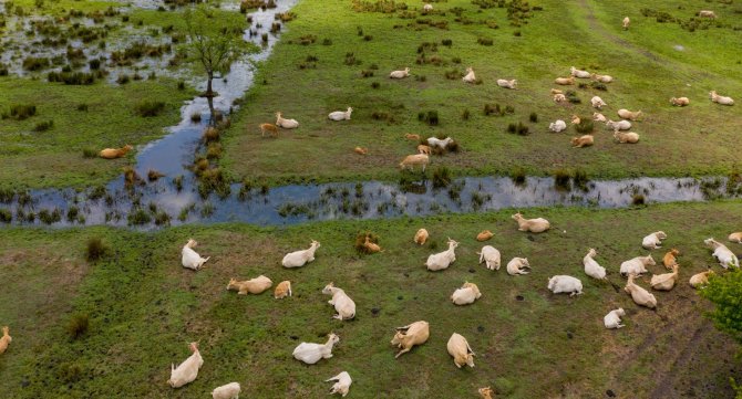 Troupeau de vaches dans un champs