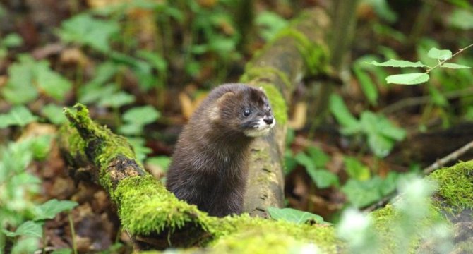 photo d'un Vison d'Europe dans une forêt, au milieu de branches et feuilles