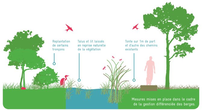 Shema des mesures mises en place dans le cadre de la gestion différenciée des berges. Replantations de certains tronçons, talus et lit laissée en reprise de végétation.