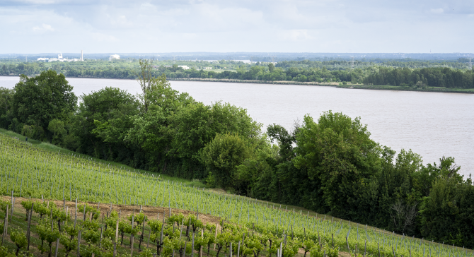 vue du bec d'ambes avec des vignes des arbres puis la garonne