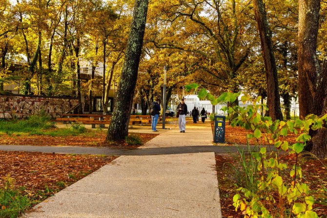 Vue de l'aménagement cyclable dans les bois - Opération Campus Bordeaux 
