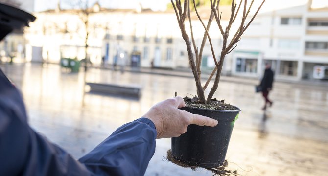 Main tenant un arbre en pot