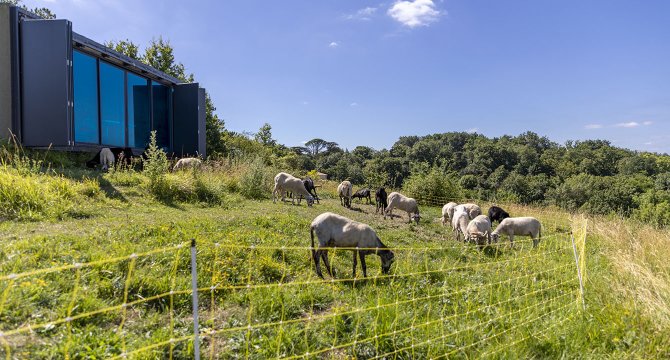 Eco pâturage itinérant, brebis Landaises à Bassens et refuge périurbain La nuit américaine, 2020